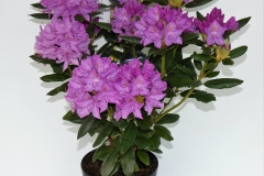 Rh.-Roseum-Elegans-4-ltr-bloei.